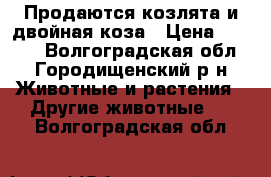 Продаются козлята и двойная коза › Цена ­ 9 999 - Волгоградская обл., Городищенский р-н Животные и растения » Другие животные   . Волгоградская обл.